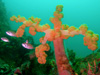 十字トサカ｜城ヶ島でダイビング｜2015/07/26