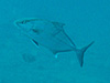 ヒレナガカンパチ｜初島の水中写真｜2015/10/24