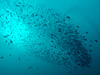 イサキの群れ [2]｜西川名の水中写真｜2015/11/01