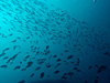 イサキの群れ [3]｜西川名の水中写真｜2015/11/01