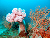 元気なコーラル [3]｜勝山(かっちゃま)の水中写真｜2016/02/11