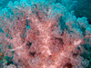 元気なコーラル [5]｜勝山(かっちゃま)の水中写真｜2016/02/11