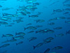 イサキの群れ [1]｜勝浦の水中写真｜2016/02/27