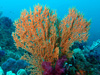 コーラル [1]｜伊戸の水中写真｜2016/03/12