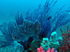 コーラル [2]｜伊戸の水中写真｜2016/03/12