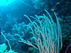 コーラル [3]｜伊戸の水中写真｜2016/03/12