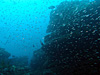 タカベ幼魚の大群 [3]｜勝浦の水中写真｜2016/03/26