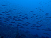 イサキの群れ [1]｜房総 勝浦の水中写真｜2017/02/05