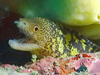 ウツボの子｜房総 伊戸の水中写真｜2017/02/18