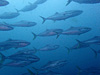 ワラサの群れ[1]｜房総 勝浦の水中写真｜2017/05/28