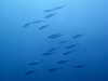 カツオの群れ[1]｜房総 勝浦の水中写真｜2017/07/02