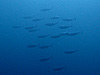カツオの群れ[2]｜房総 勝浦の水中写真｜2017/07/02