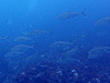 カンパチの群れ｜房総 勝浦の水中写真｜2017/07/02