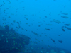 イサキの群れ[2]｜房総 勝浦の水中写真｜2017/12/09