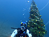 海中ツリー[2]｜大瀬崎の水中写真｜2017/12/14