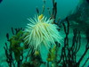 ウスアカイソギンチャク｜かっちゃまの水中写真｜2018/06/30