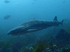 ドチザメ[2]｜房総 伊戸の水中写真｜2018/08/26