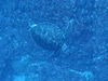 アオウミガメ[2]｜神子元の水中写真｜2018/11/25