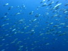 イサキの群れ[1]｜かっちゃまの水中写真｜2018/12/01